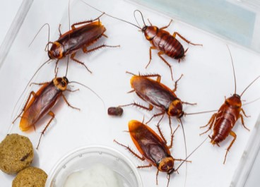 Cockroach Control Service
